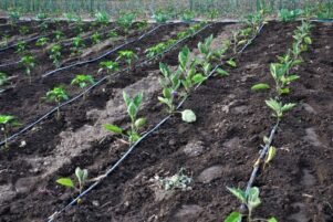 Transforming Nigeria’s Food System for a Sustainable Future
