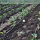 Transforming Nigeria’s Food System for a Sustainable Future